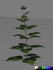 Cuk-Nettle-Plant
