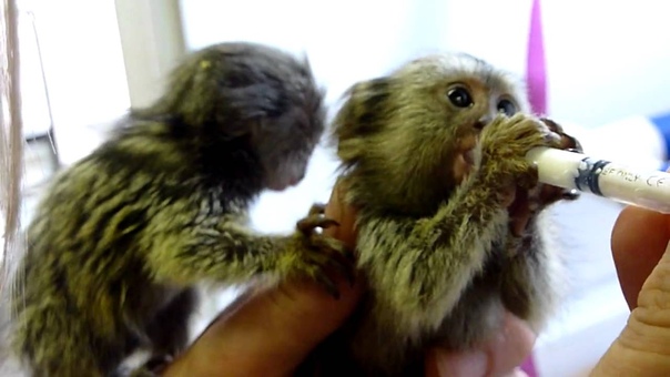 BABY MARMOSET BOTTLE