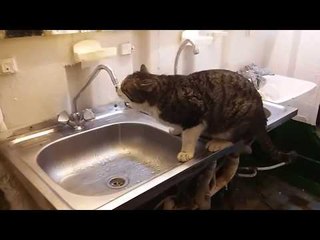Судовой кот Васька)) Ship’s cat