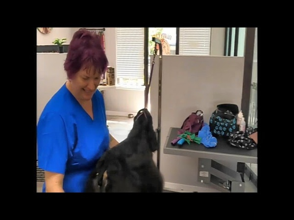 Lets Talk About American Cocker Spaniels ( Part 3, 6) neck chest and