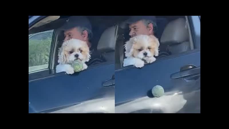 Dog Loses Ball While