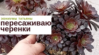 Пересаживаю черенки и отвечаю на вопросы