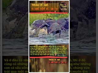 Trâu rừng thoát chết thần kỳ khi bị cá sấu cắn mũi | #shorts