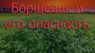 Борщевик и его опасность. Первая помощь при ожоге.