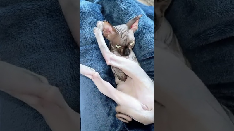 Странная поза кошки