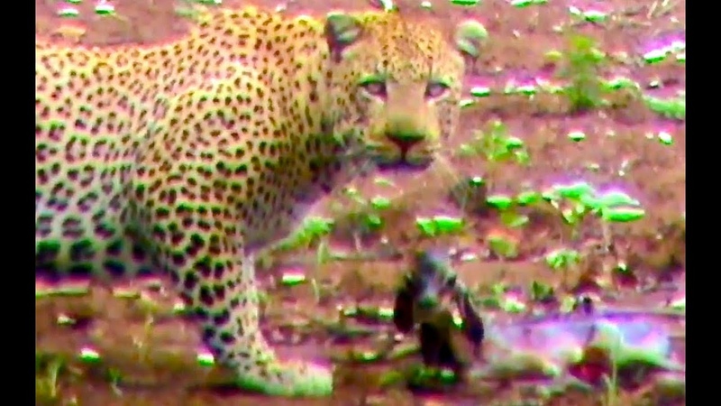 Unbelievable: Leopard Hesitates Before Taking Out An Impala Lamb At