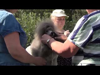 51  Хэйшон Теона.  Моно пуделей. Челябинск .