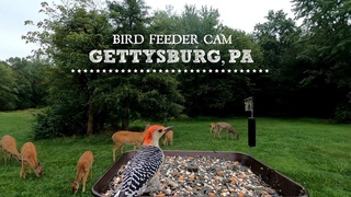 LIVE Bird Feeder Cam - Gettysburg PA (over 30 species identified)
