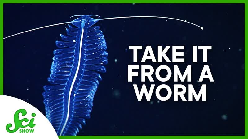 How a Gelatinous Worm Could Inspire Marine