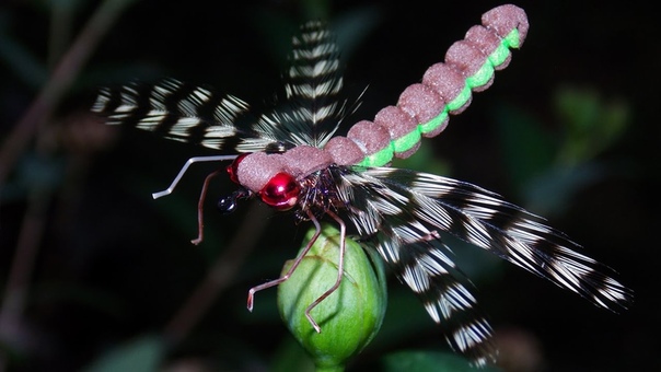 Adult drafonfly realistic imitation fly tying instructions by Ruben