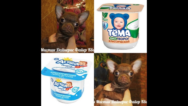 Творог для щенков. Творог для щенков. Какой творог можно давать щенкам. Когда можно давать ребенку творожок детский. Сметана белый замок.