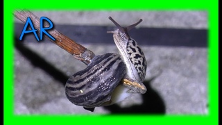 Большой придорожный слизень ( Limax maximus ). Макро