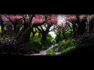 Pinnatifida forest