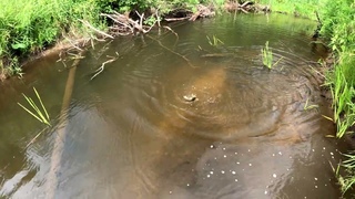 воды мало рыба есть