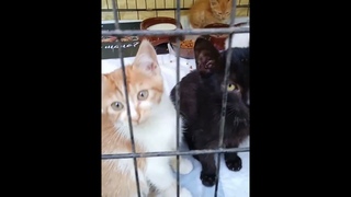 Теперь в этом приюте еще и котята