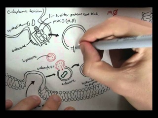Immunology - Innate Immunity (MHC processing)