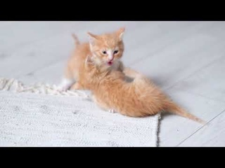Funny cats playing and also having fun Part 11
