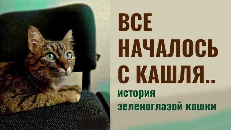 Как я вылечил ринотрахеит кошки в острой фазе, кошка с