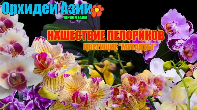 Шок и удивление пелорики поля