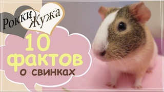 Сколько пальцев и где хвост 10 фактов о морских свинках. 10 facts on guinea-pigs.
