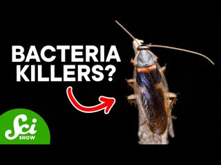 8 Unbelievable Sources for New Drugsincluding Cockroaches