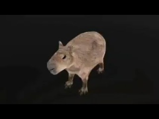Capybara spinning (funky town low quality)