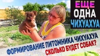 У нас новая чихуахуа! Сколько всего будет собак в питомнике чихуахуа