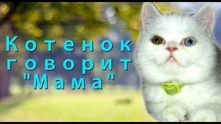Котенок говорит “мама“