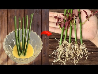 Just eggs! Rose branches grow roots and bloom all year round without stopping