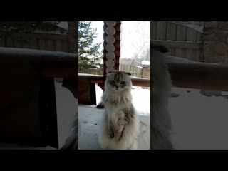 Travolta cat