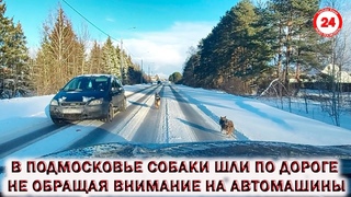 💥В ПОДМОСКОВЬЕ СОБАКИ ШЛИ ПО ДОРОГЕ НЕ ОБРАЩАЯ ВНИМАНИЕ НА АВТОМАШИНЫ