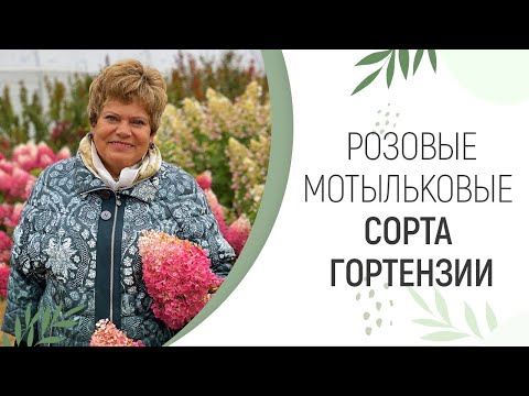 РОЗОВЫЕ МОТЫЛЬКОВЫЕ СОРТА
