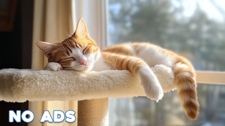 12 Hours Of Music For Cat to Fall Into Deep SleepStress Relief Heal Stress For Cat Soothing Piano