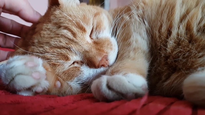 Sleepy Cat