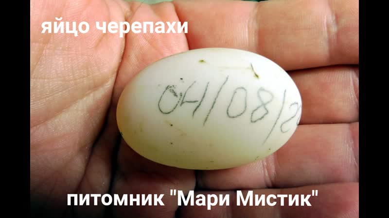 ЯЙЦО, черепахи Афродиты 04, 08, 2022, Инкубация яиц