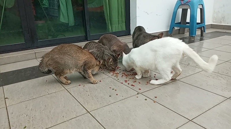 cats are1442 and 3 Generation are 962 814 688and Young lady grandchild 272 137 334, 192, 18 days
