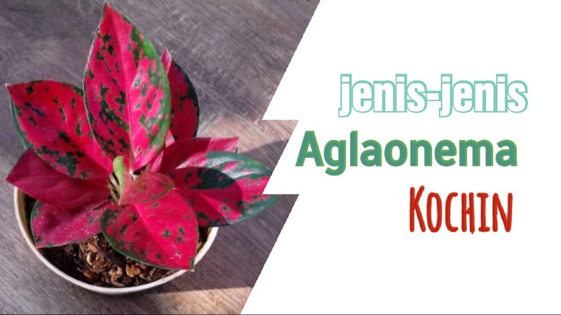 Jenis jenis Aglaonema Kochin di