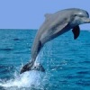 Аватар: Dolphin Sunny