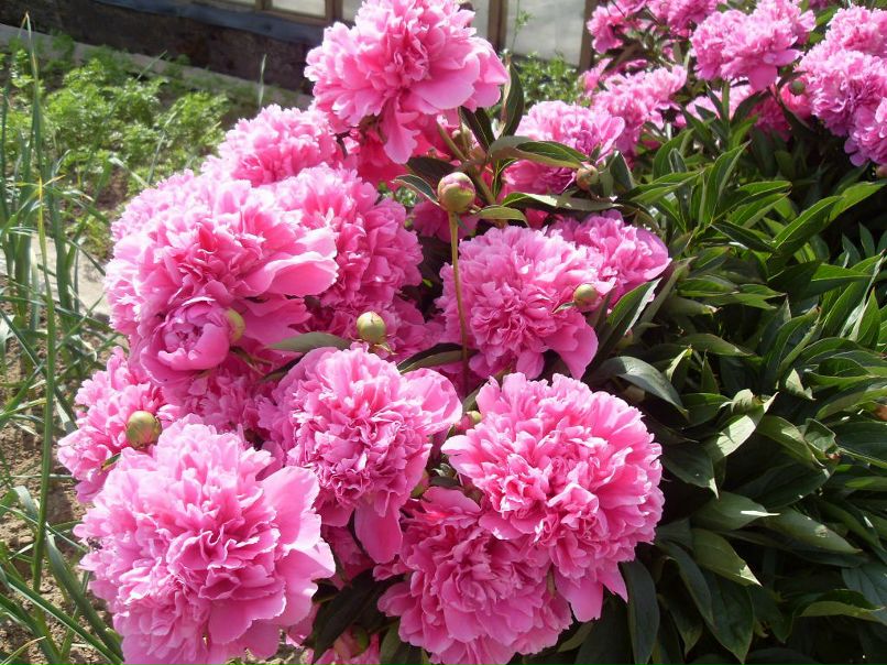 Елена Чупракова(Лукичёва) | 