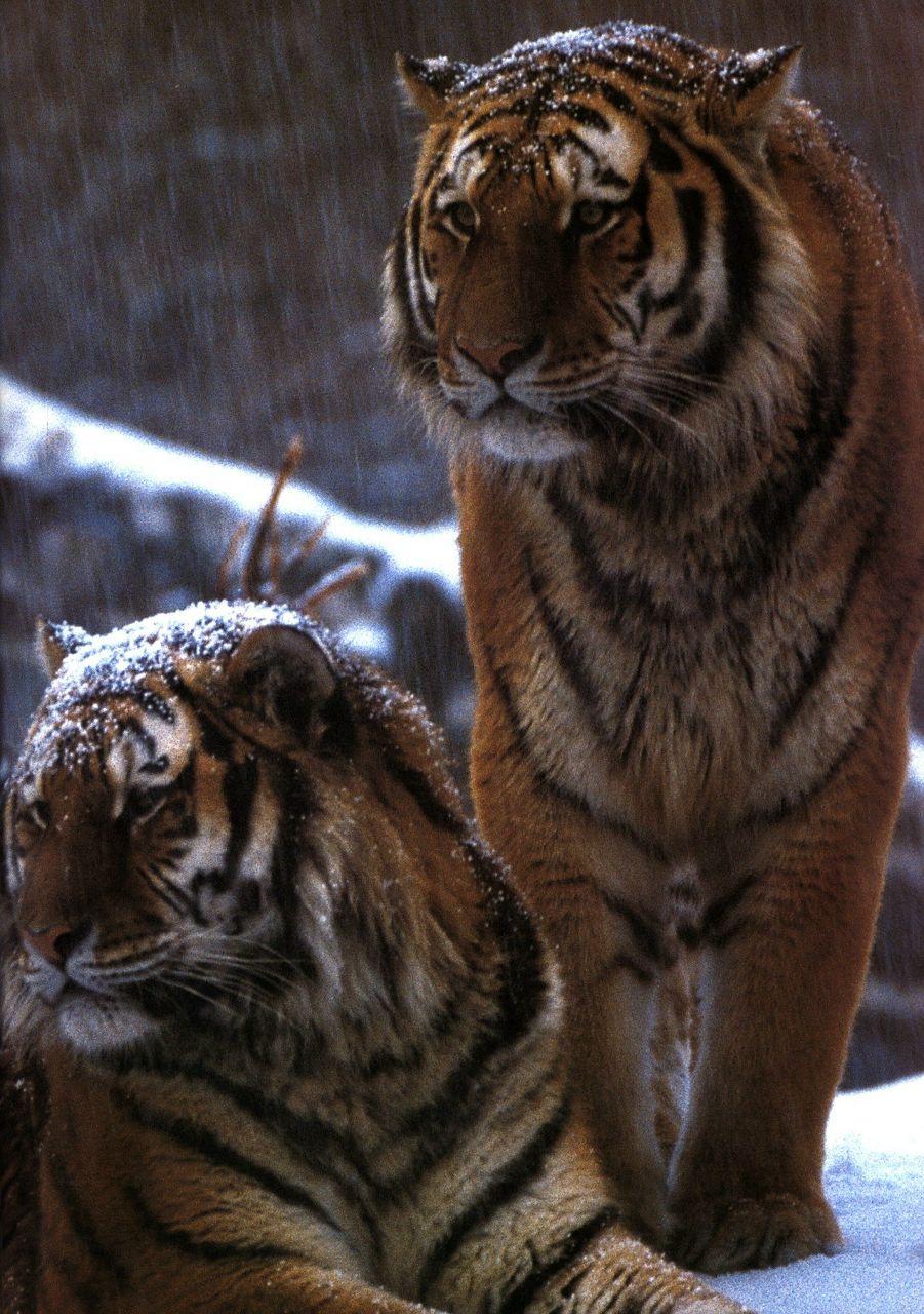 Эльмира Гареева ЭЛЬМИРКИН | Уфа