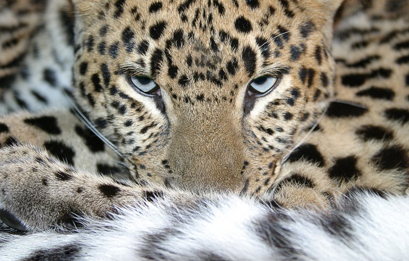 Екатерина Воронова | Москва