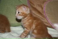 №22 Иван Тимофеенко 02.05.1991: профиль, фото, статус - ВКонтакте №22 Иван Тимофеенко 02.05.1991: профиль, фото, статус - ВКонтакте