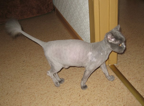 Александр Владимирович + | 