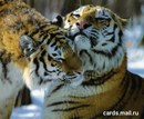 №1 Вова Голодников : профиль, фото, статус - ВКонтакте