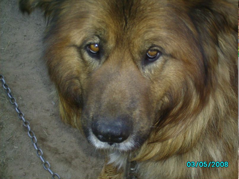 Ирина Сухарева | Боровичи