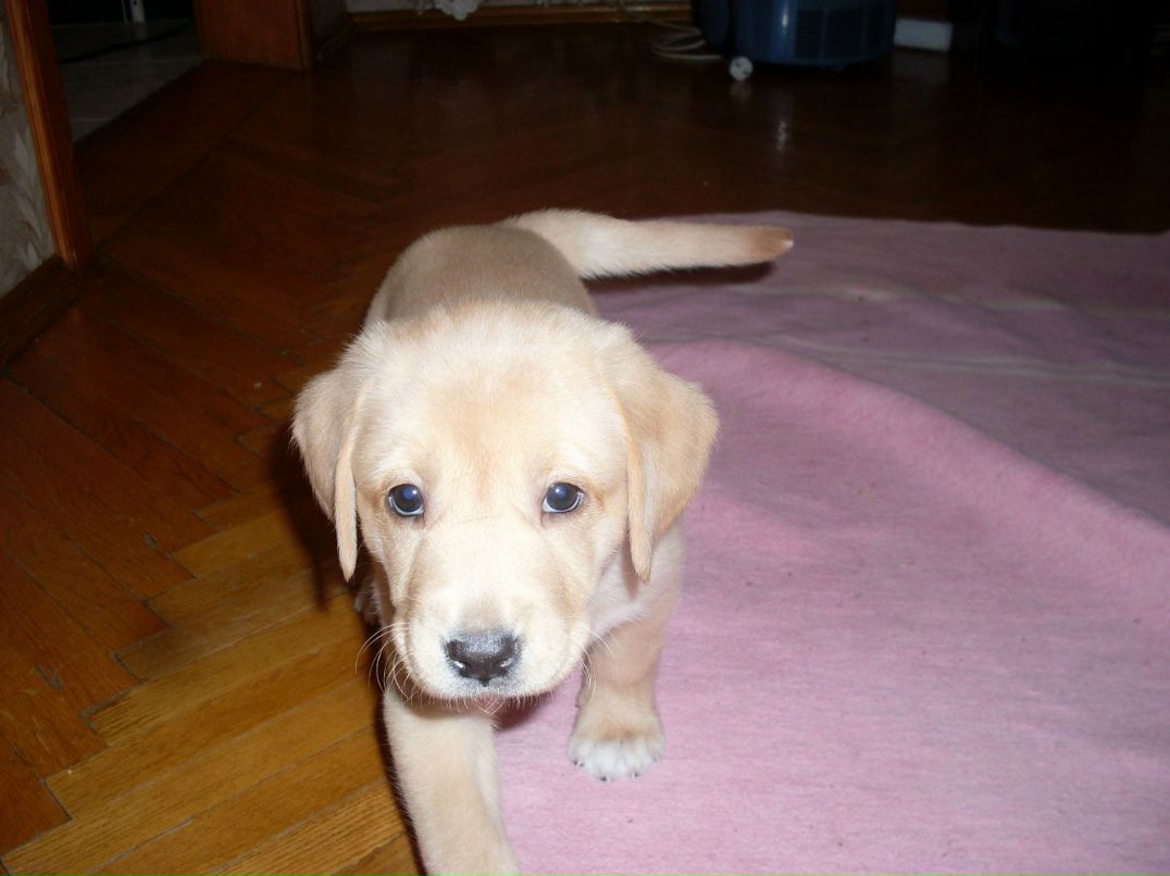 Диана Оренко | Киев