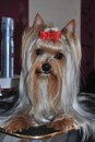 Фотография Дворкиной Натальи