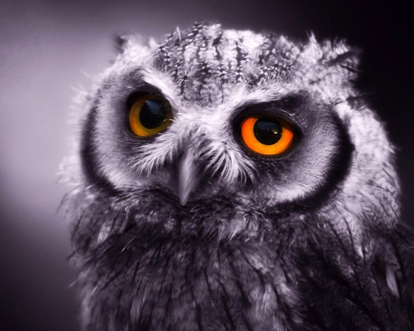 Еремия Стасевич | 