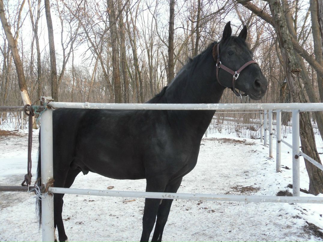 Елизавета Пасичник | Киев