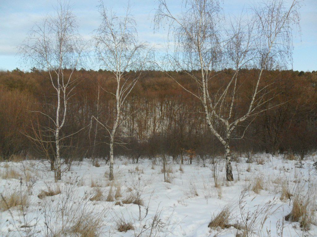 Елена Лабзина lenchick | 